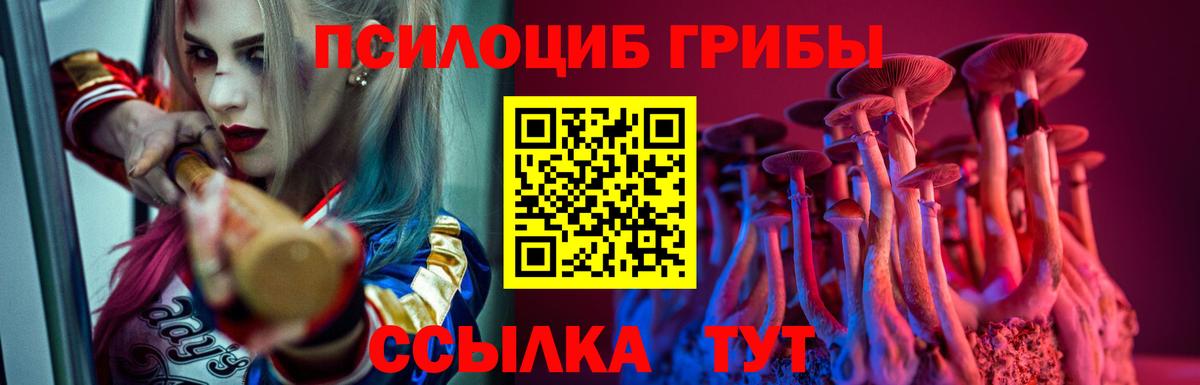 Псилоцибиновые грибы Cubensis Гатчина